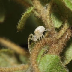 Australomisidia sp. (genus) at Acton, ACT - 14 Aug 2019