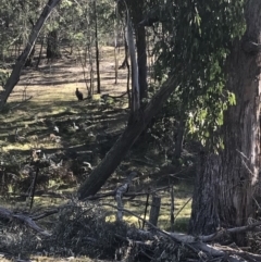 Osphranter robustus (Wallaroo) at Mittagong - 7 Aug 2019 by Margot