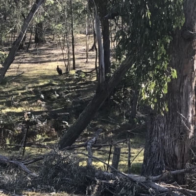 Osphranter robustus robustus (Eastern Wallaroo) at Mittagong, NSW - 7 Aug 2019 by Margot