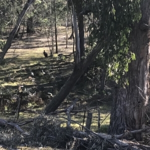 Osphranter robustus at Mittagong, NSW - 7 Aug 2019