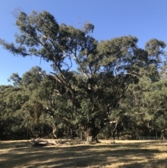 Eucalyptus radiata subsp. radiata (Narrow-leaved Peppermint) at Mittagong - 7 Aug 2019 by Margot