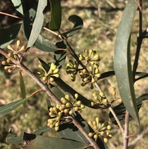 Eucalyptus radiata subsp. radiata at Wingecarribee Local Government Area - 7 Aug 2019 02:36 PM