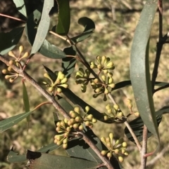 Eucalyptus radiata subsp. radiata at Mittagong, NSW - 7 Aug 2019