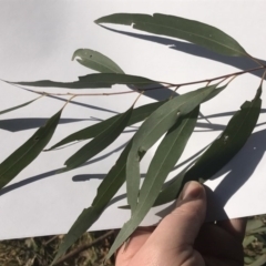 Eucalyptus radiata subsp. radiata at Wingecarribee Local Government Area - 7 Aug 2019 02:36 PM
