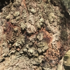 Eucalyptus radiata subsp. radiata at Wingecarribee Local Government Area - 7 Aug 2019 02:36 PM