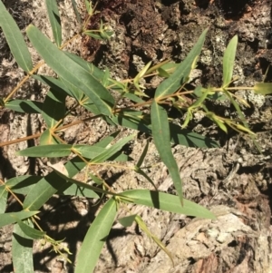 Eucalyptus radiata subsp. radiata at Mittagong, NSW - 7 Aug 2019