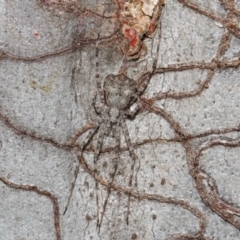 Tamopsis sp. (genus) at Hackett, ACT - 14 Aug 2019