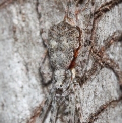 Tamopsis sp. (genus) at Hackett, ACT - 14 Aug 2019