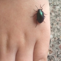 Chalcopteroides sp. (genus) (Rainbow darkling beetle) at Pambula, NSW - 16 Aug 2019 by elizabethgleeson