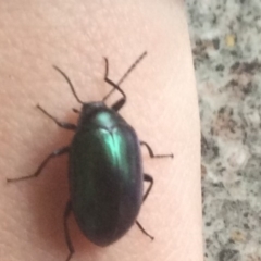 Chalcopteroides sp. (genus) at Pambula Preschool - 16 Aug 2019