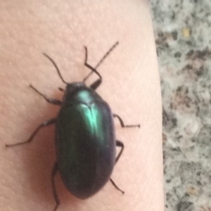 Chalcopteroides sp. (genus) at Pambula Preschool - 16 Aug 2019