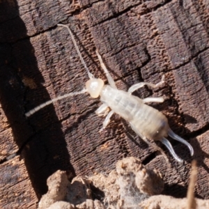 Forficula auricularia at Fyshwick, ACT - 16 Aug 2019