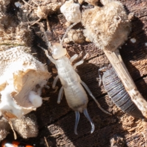 Forficula auricularia at Fyshwick, ACT - 16 Aug 2019 10:41 AM