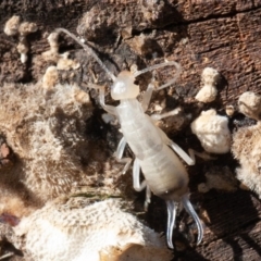 Forficula auricularia at Fyshwick, ACT - 16 Aug 2019