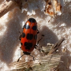 Episcaphula australis at Fyshwick, ACT - 16 Aug 2019