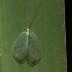 Ankylopteryx sp. (genus) (Green lacewing) at ANBG - 16 Aug 2019 by rawshorty