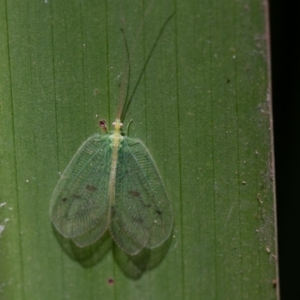 Ankylopteryx sp. (genus) at Acton, ACT - 16 Aug 2019 01:47 PM