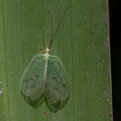 Ankylopteryx sp. (genus) (Green lacewing) at ANBG - 16 Aug 2019 by rawshorty