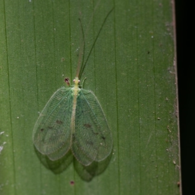 Ankylopteryx sp. (genus) (Green lacewing) at Acton, ACT - 16 Aug 2019 by rawshorty