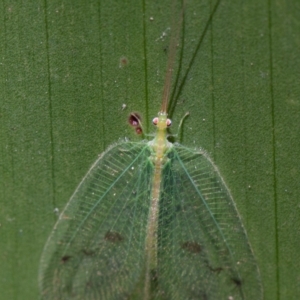 Ankylopteryx sp. (genus) at Acton, ACT - 16 Aug 2019 01:47 PM