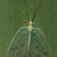 Ankylopteryx sp. (genus) at Acton, ACT - 16 Aug 2019