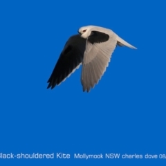 Elanus axillaris (Black-shouldered Kite) at Mollymook, NSW - 5 Aug 2019 by CharlesDove
