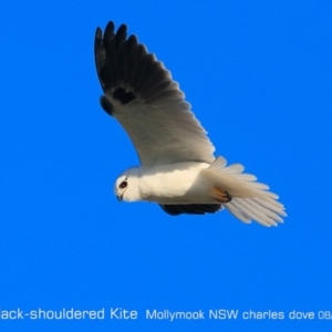 Elanus axillaris at Mollymook, NSW - 5 Aug 2019