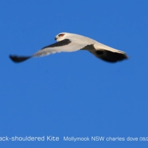 Elanus axillaris at Mollymook, NSW - 5 Aug 2019