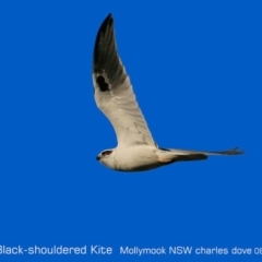 Elanus axillaris at Mollymook, NSW - 5 Aug 2019