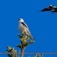 Elanus axillaris at Mollymook, NSW - 5 Aug 2019