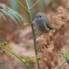 Acanthiza pusilla (Brown Thornbill) at Wairo Beach and Dolphin Point - 4 Aug 2019 by CharlesDove