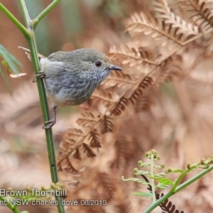 Acanthiza pusilla at Meroo National Park - 4 Aug 2019 12:00 AM