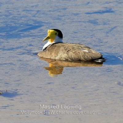 Vanellus miles (Masked Lapwing) at Mollymook Beach, NSW - 4 Aug 2019 by CharlesDove