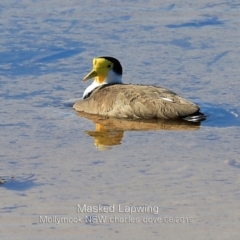 Vanellus miles (Masked Lapwing) at Mollymook Beach, NSW - 3 Aug 2019 by Charles Dove