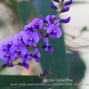 Hardenbergia violacea at Ulladulla, NSW - 5 Aug 2019