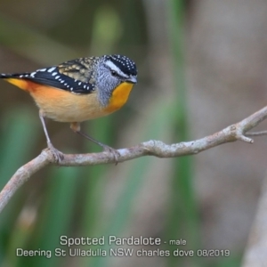 Pardalotus punctatus at Coomee Nulunga Cultural Walking Track - 4 Aug 2019 12:00 AM