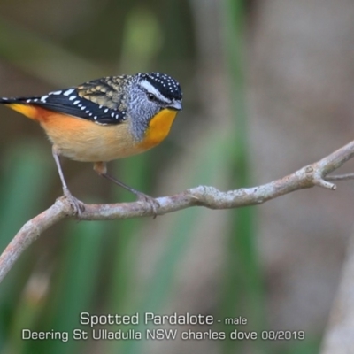 Pardalotus punctatus (Spotted Pardalote) at Coomee Nulunga Cultural Walking Track - 3 Aug 2019 by CharlesDove