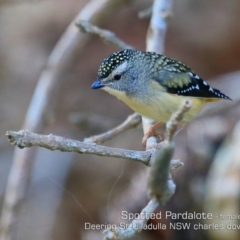 Pardalotus punctatus at Coomee Nulunga Cultural Walking Track - 4 Aug 2019 12:00 AM