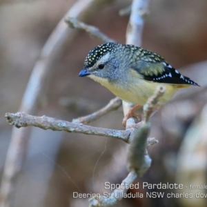 Pardalotus punctatus at Coomee Nulunga Cultural Walking Track - 4 Aug 2019 12:00 AM