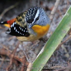 Pardalotus punctatus at Coomee Nulunga Cultural Walking Track - 4 Aug 2019 12:00 AM