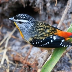 Pardalotus punctatus at Coomee Nulunga Cultural Walking Track - 4 Aug 2019 12:00 AM