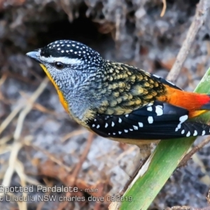 Pardalotus punctatus at Coomee Nulunga Cultural Walking Track - 4 Aug 2019 12:00 AM
