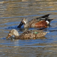 Spatula rhynchotis (Australasian Shoveler) at Jerrabomberra Wetlands - 15 Aug 2019 by RodDeb