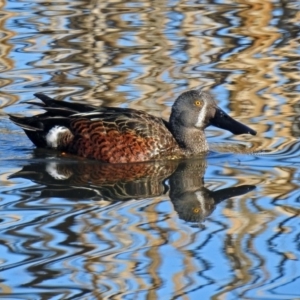 Spatula rhynchotis at Fyshwick, ACT - 15 Aug 2019