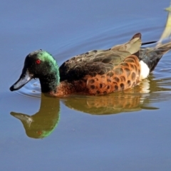 Anas castanea (Chestnut Teal) at Jerrabomberra Wetlands - 15 Aug 2019 by RodDeb