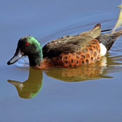 Anas castanea (Chestnut Teal) at Fyshwick, ACT - 15 Aug 2019 by RodDeb