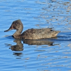 Stictonetta naevosa (Freckled Duck) at Fyshwick, ACT - 15 Aug 2019 by RodDeb