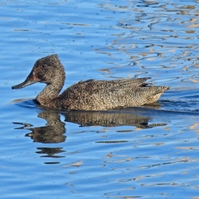 Stictonetta naevosa (Freckled Duck) at Jerrabomberra Wetlands - 15 Aug 2019 by RodDeb
