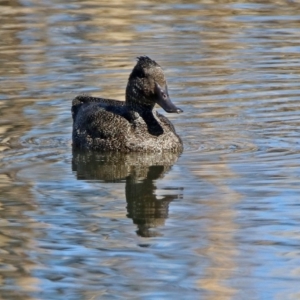 Stictonetta naevosa at Fyshwick, ACT - 15 Aug 2019