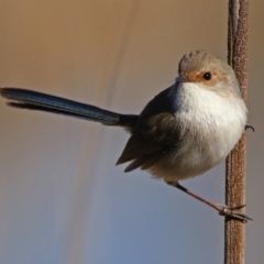 Malurus cyaneus (Superb Fairywren) at Fyshwick, ACT - 15 Aug 2019 by RodDeb